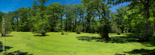 Quadro em tela Billions of Tiny Duckweed (Lemna perpusilla) plants covering the surface of Merchants Millpond in N