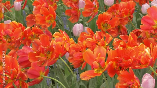 Bright Orange Parrot Tulips Blooming in Spring Garden Floral Background