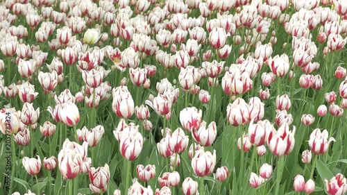 White and Red Variegated Tulips Blooming in Spring Garden Flower Field