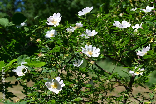 Rose wild rose plant in the Pilat Regional Natural Park, Loire, Veranne commune on May 28, 2026.