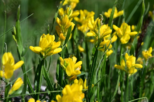 Yellow winged broom plant in the Pilat Regional Natural Park, Loire, Veranne commune on May 28, 2026.