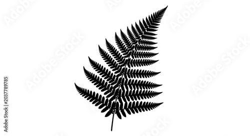 Bild auf Leinwand Fern frond silhouette against a white background botanical illustration