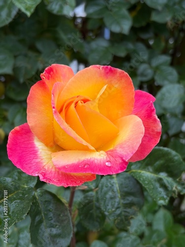 Pink yellow rose with raindrops on the background of green leaves