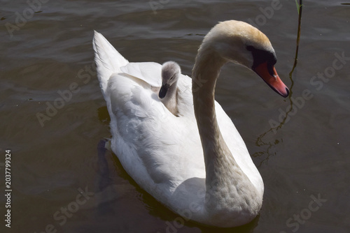 Fotografia A mute swan carries her cygnet on her back in a pond.