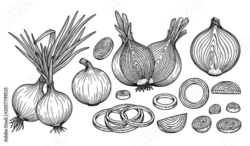 Hand Drawn Onion Vegetable Illustration Collection with Whole Cut and Sliced Onion Botanical Sketch Set