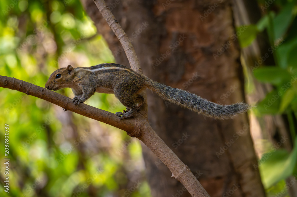Fototapeta premium Squirrel foraging on a tree branch with bushy tail and soft brown fur in natural daylight.