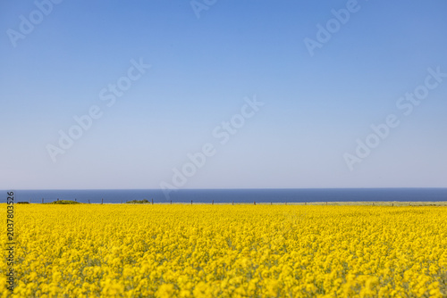 Minimalist Landscape of a Vibrant Yellow Rapeseed Field Overlooking the Ocean in Normandy, France