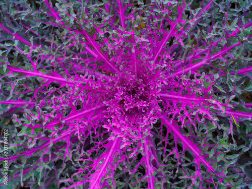 Ornamental cabbage (Brassica oleracea) close-up