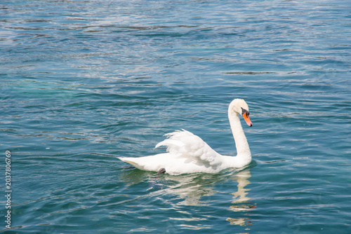 Swan on the lake on a summer day