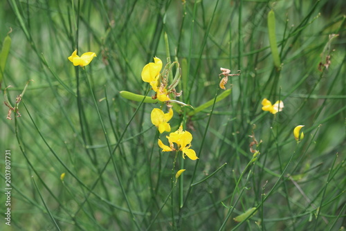 Photos Yellow Spanish Broom Spartium Junceum Flowers on Green Rush Like Stems