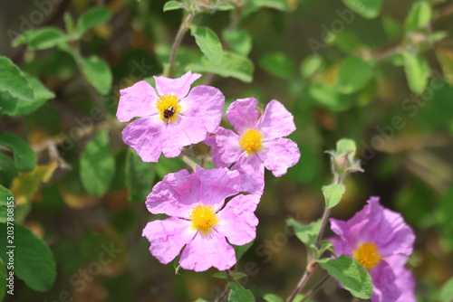 Pink Rock Rose Cistus Creticus Wildflowers Blooming in Mediterranean Shrubland