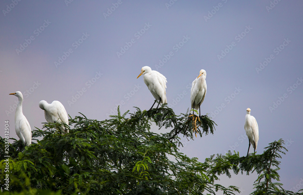 Obraz premium A flock of Cattle egrets sitting on a tree. Bird watching enthusiasts, have you ever seen a majestic flock of Cattle Egrets perched on a tree? These beautiful avian creatures with their long legs and 
