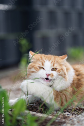 cat eats grass in the garden