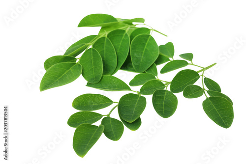 Moringa Oleifera Fresh Green Leaves