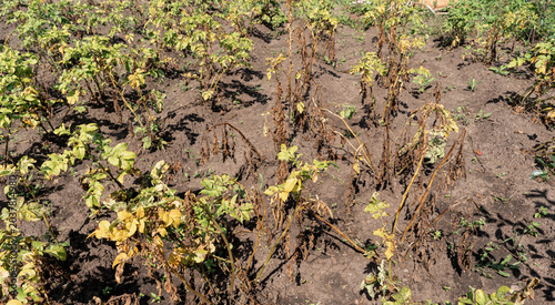 Принти на полотні Potato plants in garden experiencing late blight disease, impacting agricultural crop health causing plant damage