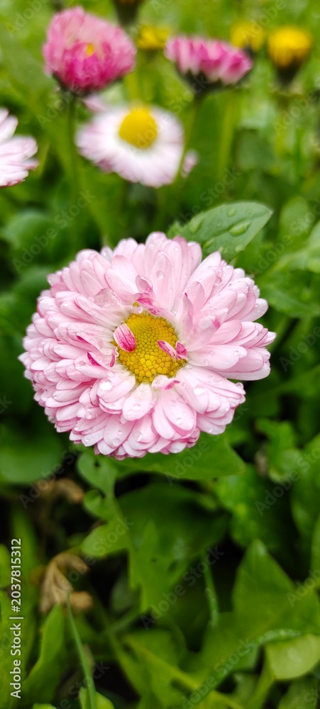 Fototapeta premium Beautiful pink English daisy (Bellis perennis) flower with water drops after rain on a blurred green grass background.