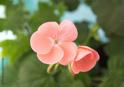 Mixed red, pink garden pelargoniums, Lemon scented pelargonium with white flowers, Geranium Zonal, Pelargonium hortorum