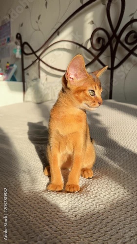 Abyssinian kitten sitting on bed looking directly at camera with curious green eyes, then playfully jumping towards camera. Dynamic and engaging vertical video.