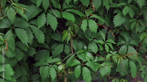 A close-up view of a green foliage wall with lush wild grape ivy leaves gently rustling under a soft summer breeze. The camera remains completely still