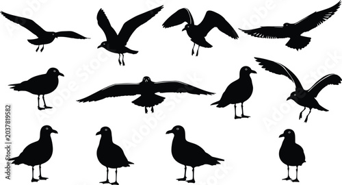 Tableau sur toile Seagull Bird Silhouette Set with Flying and Standing Coastal Wildlife Poses for
