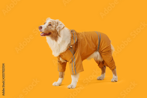 Cute Australian Shepherd do...