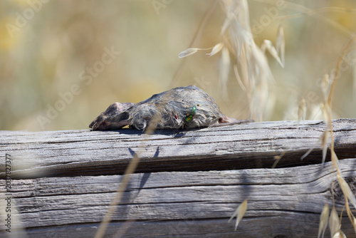 Photos Dead mouse decomposing on log with green fly