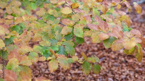 Detailed autumn leaves moving strongly in the wind. Close-up fall forest nature footage.