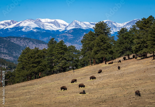 Bilde på lerret Bison graze on a hillside west of Denver.