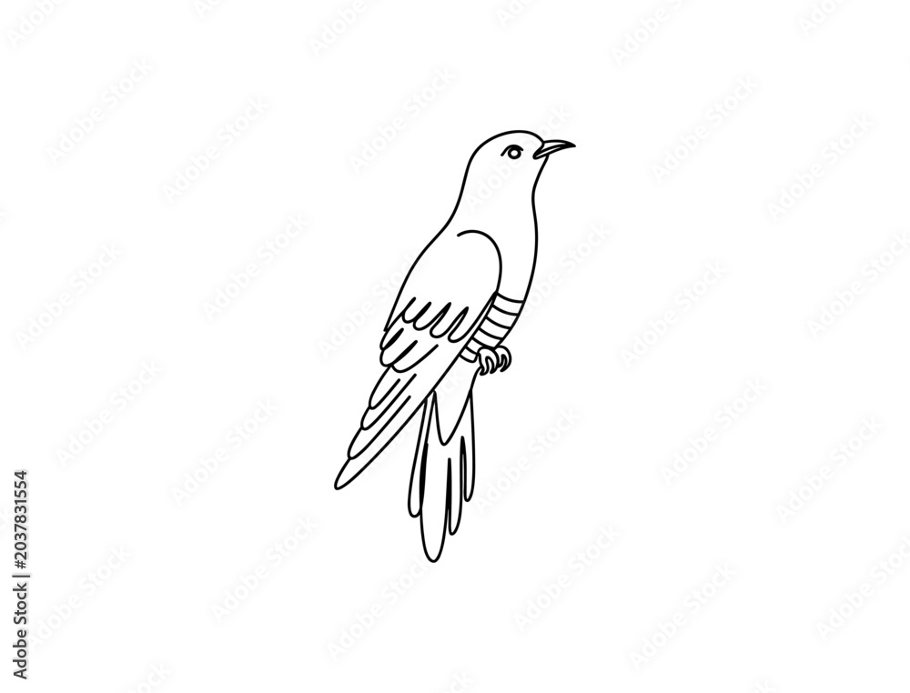 Fototapeta premium Cuckoo Bird Line Art