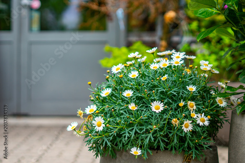 Fotografi A lush bush of blooming daisies with white petals and yellow centers in a concrete pot, green feathery foliage, blurred gray doors and garden background, bright natural daylight