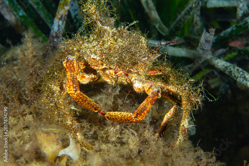 Foto Mediterranean Spiny Crab – Maja crispata Camouflaged on Algae‑Covered Seafloor