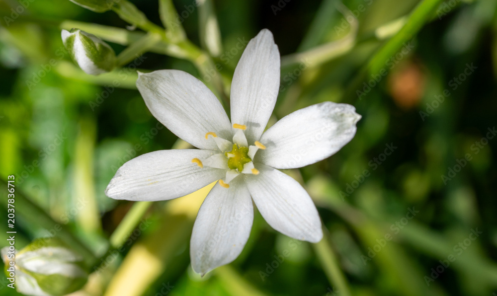 Fototapeta premium Weiße Sternblüte im Sonnenlicht – Detailaufnahme einer filigranen Frühlingsblume mit natürlichem Bokeh