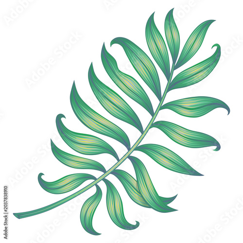 Tropical palm leaf illustration isolated on a transparent PNG background. Elegant botanical design element with soft green tones, ideal for nature, floral, and tropical themed projects.