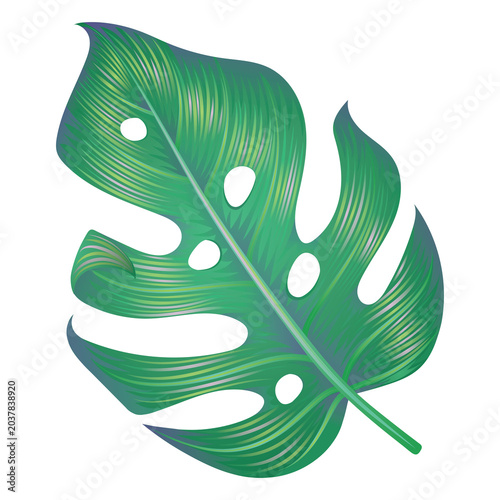 Monstera tropical leaf illustration isolated on a transparent PNG background. Decorative botanical design element with vibrant green colors, ideal for nature, floral, and tropical themed projects.
