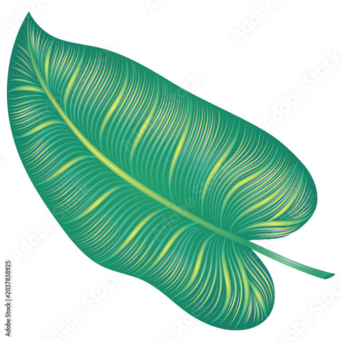 Single tropical green leaf illustration isolated on a transparent PNG background. Botanical design element with detailed veins, ideal for nature, floral, and tropical themed projects.