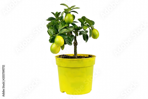 Small Lemon Tree with Ripening Fruits in a Yellow Pot