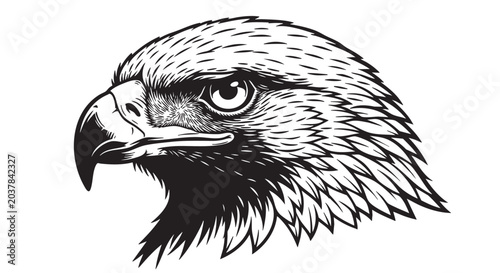Eagle head, black and white illustration, bird of prey, wildlife vector, animal portrait