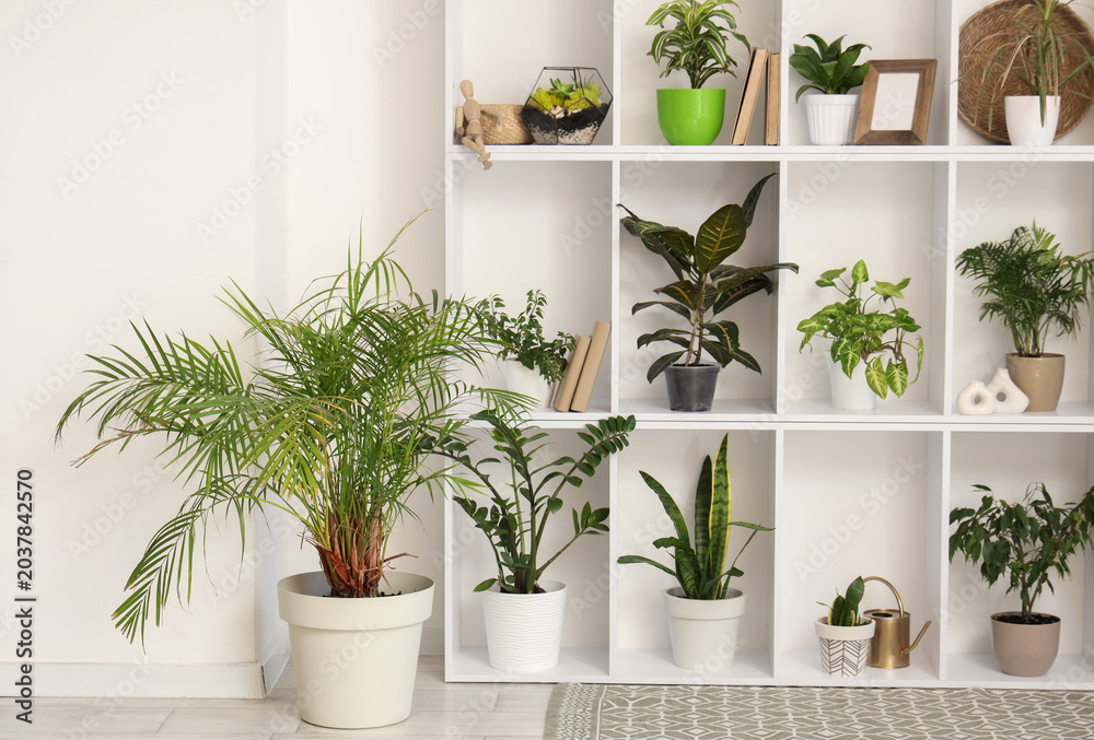 Fototapeta premium Shelving unit with different houseplants near white wall in room, closeup