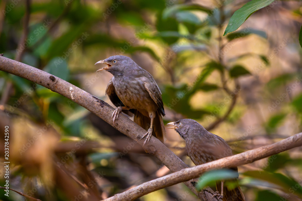Fototapeta premium Babbler bird perched on a tree branch in a natural forest setting with soft brown feathers and expressive eyes.