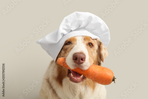 Cute Australian Shepherd do...