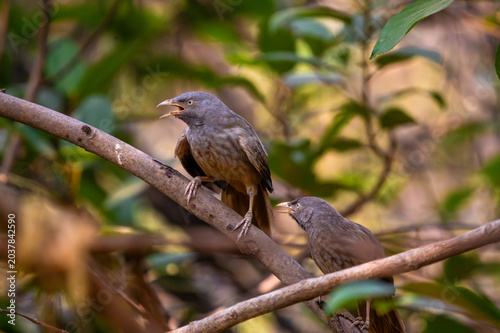 Babbler bird perched on a tree branch in a natural forest setting with soft brown feathers and expressive eyes.