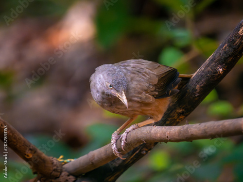 Babbler bird perched on a tree branch in a natural forest setting with soft brown feathers and expressive eyes.