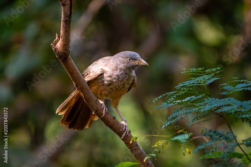 Babbler bird perched on a tree branch in a natural forest setting with soft brown feathers and expressive eyes.