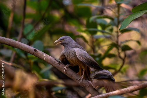 Babbler bird perched on a tree branch in a natural forest setting with soft brown feathers and expressive eyes.