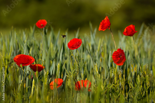 Aufnahme von Mohnblumen, vor einem Gerstenfeld und einer fliegenden Hummel.