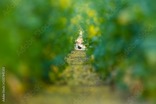 Wildlifeaufnahme von einer amsel, in einem Rapsfeld.