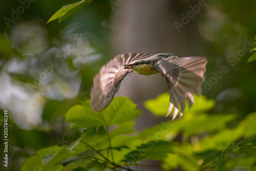Wildlifeaufnahme eines fliegenden Kleibers, im Wald.