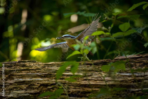 Wildlifeaufnahme eines fliegenden Kleibers, im Wald.