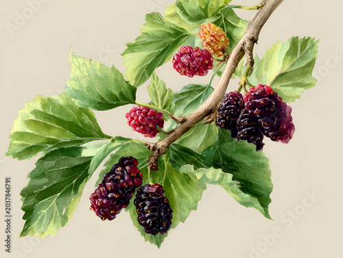 Detailed watercolor illustration of mulberry branch with ripe black and red berries, surrounded by vibrant green leaves against a neutral background