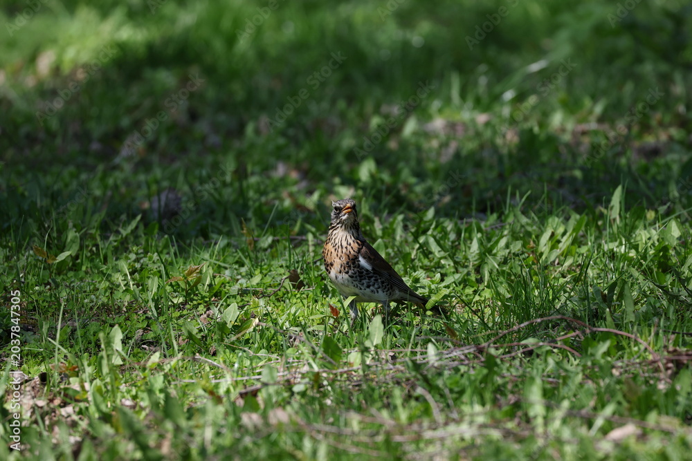 Obraz premium Curious fieldfare surrounded by lush green meadow during bright spring day, Turdus pilaris